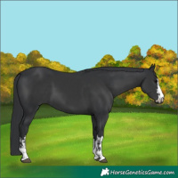 Horse Color:Black  and Black 