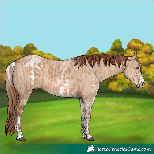 Horse Color:Red Dun  and White Spotted Red Dun 