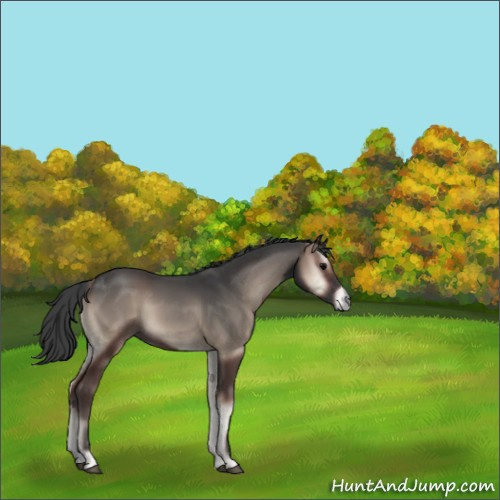 Horse Color:Blue Onyx 