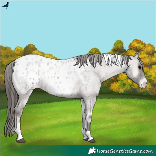 Horse Color:Blue Onyx Roan Tobiano Appaloosa 