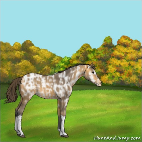 Horse Color:Buckskin Ice Tobiano Appaloosa