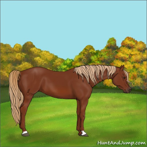 Horse Color:Chestnut 