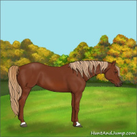 Horse Color:Chestnut 