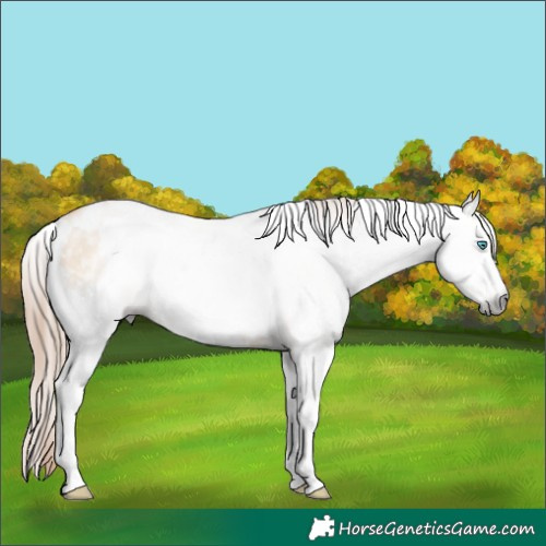 Horse Color:Gray White Spotted Amber Champagne Pearl Dun Sabino Rabicano 