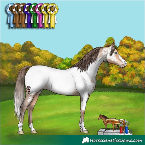 Horse Color:Amber Champagne Appaloosa 