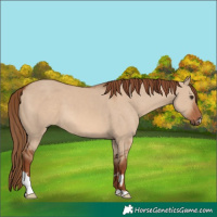 Horse Color:Red Dun  and Red Dun 