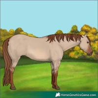 Horse Color:Red Dun 