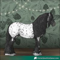 Horse Color:Black Near Leopard 