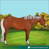 Horse Color:Silver Brown 