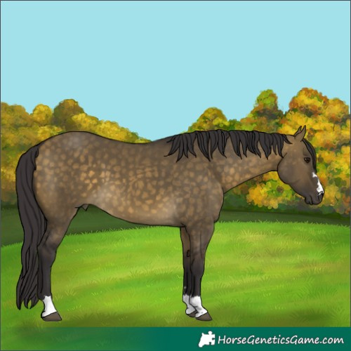 Horse Color:Buckskin Dun 