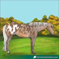 Horse Color:Silver Buckskin Appaloosa 