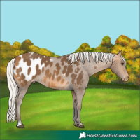 Horse Color:Silver Buckskin Appaloosa 