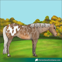 Horse Color:Silver Buckskin Appaloosa