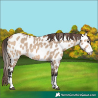Horse Color:Bay Dun Near Leopard 