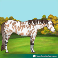 Horse Color:Bay Dun Appaloosa 