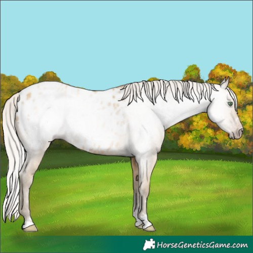 Horse Color:Gray Silver Amber Cream Champagne Blanket