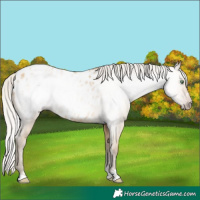 Horse Color:Gray Silver Amber Cream Champagne Appaloosa 