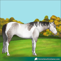 Horse Color:Gray Classic Champagne Tobiano 