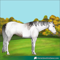 Horse Color:Gray Classic Champagne Tobiano 
