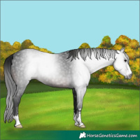 Horse Color:Gray Brown 