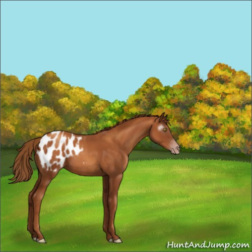 Horse Color:Gray Gold Champagne Appaloosa 