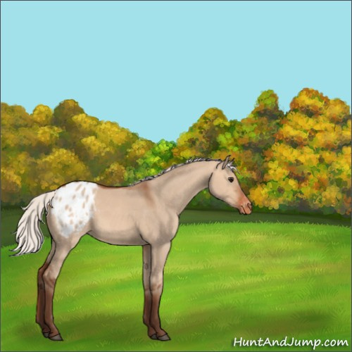 Horse Color:Silver Bay Dun Appaloosa
