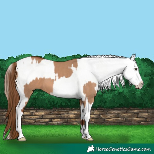 Horse Color:Red Dun  and Red Dun Appaloosa 