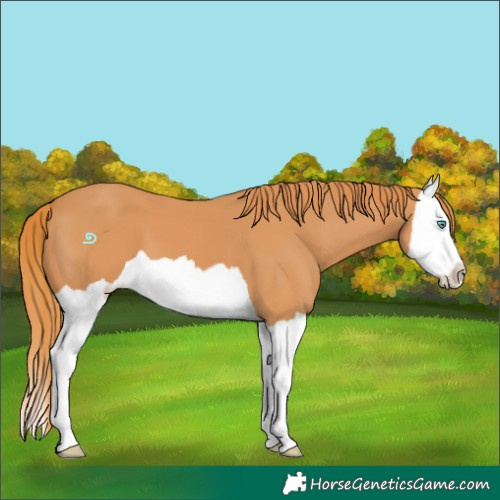 Horse Color:Chestnut Splash