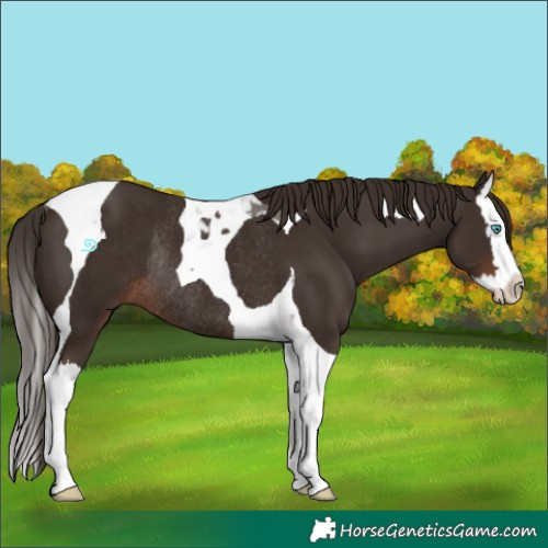 Horse Color:Liver Chestnut Splash Tobiano Rabicano