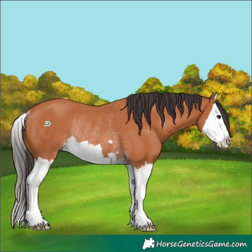 Horse Color:Bay Splash Rabicano 