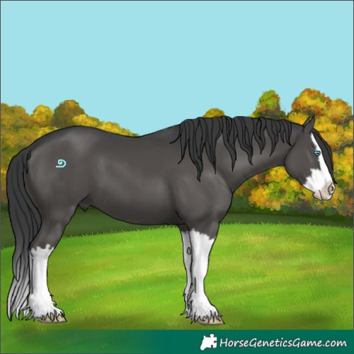 Horse Color:Black Splash 