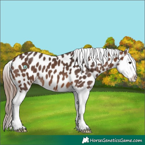 Horse Color:Brown Splash Appaloosa