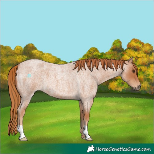 Horse Color:Red Roan 