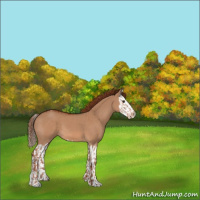 Horse Color:Red Dun  and Red Dun Splash 