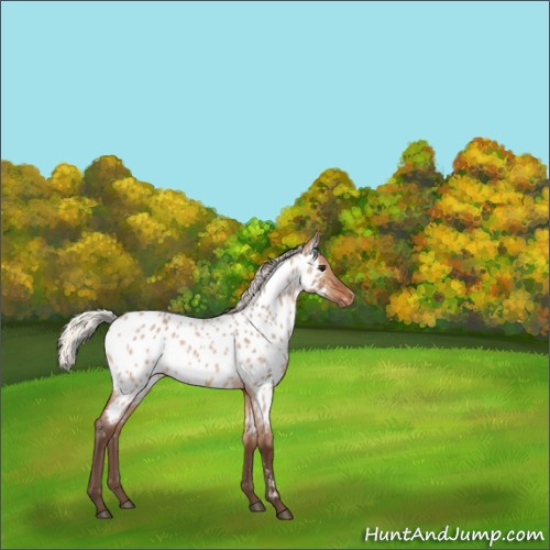 Horse Color:Silver Brown Roan Dun Near Leopard