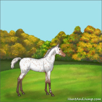 Horse Color:Silver Brown Roan Dun Near Leopard 