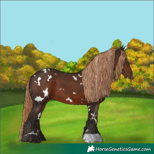 Horse Color:White Spotted Liver Chestnut 