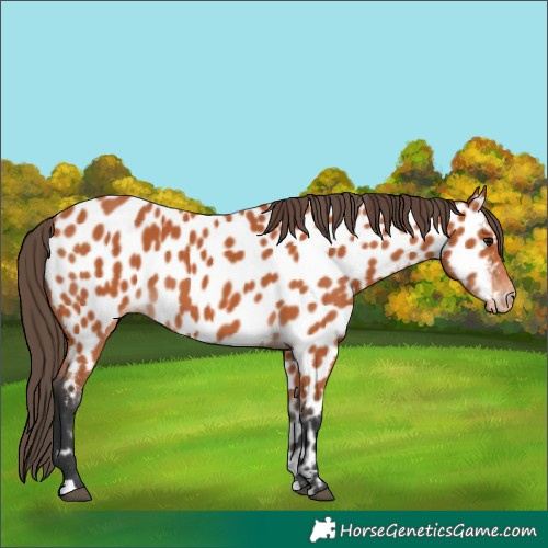 Horse Color:Bay Appaloosa 