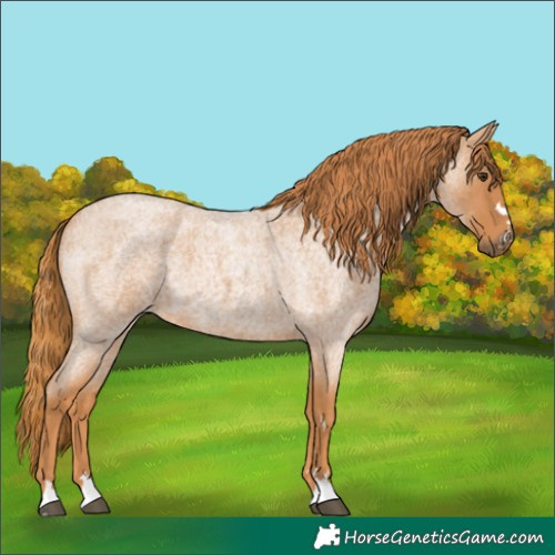 Horse Color:Red Roan 