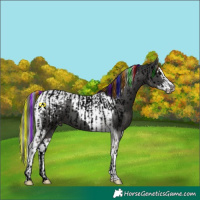 Horse Color:Void Painted Smoky Grullo Splash Near Leopard and Painted Black Splash Tobiano Blanket