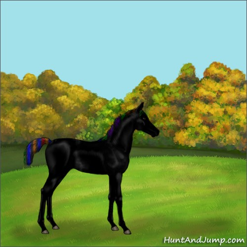 Horse Color:Void Painted White Spotted Black Splash Appaloosa 