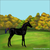 Horse Color:Void Painted White Spotted Black Splash Appaloosa 