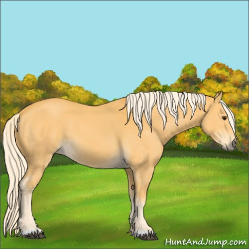 Horse Color:Palomino 