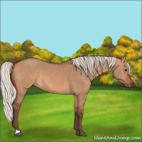 Horse Color:Silver Bay Dun