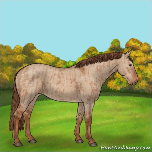 Horse Color:Red Dun  and Red Dun 