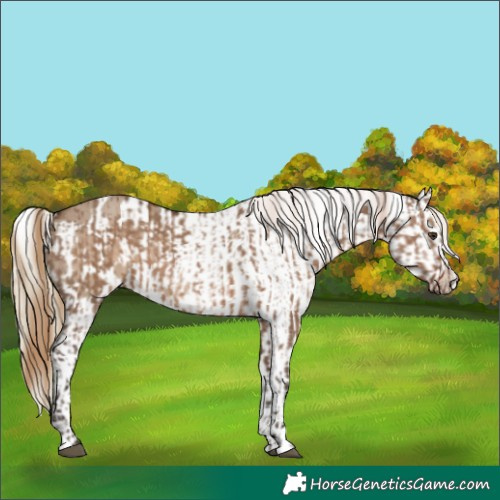 Horse Color:Liver Red Dun  and Liver Red Dun Appaloosa 