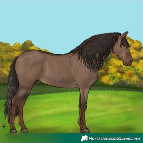 Horse Color:Liver Red Dun Rabicano 