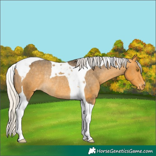 Horse Color:Silver Buckskin Tobiano Varnish Rabicano