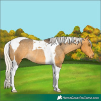 Horse Color:Silver Buckskin Tobiano Varnish Rabicano 