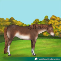 Horse Color:Liver Chestnut Tobiano 